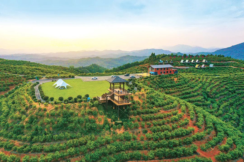 【中国绿色时报】赣州市:奔跑在油茶产业高质量发展路上的示范者(图6) 【中国绿色时报】赣州市:奔跑在油茶产业高质量发展路上的示范者(图6)
